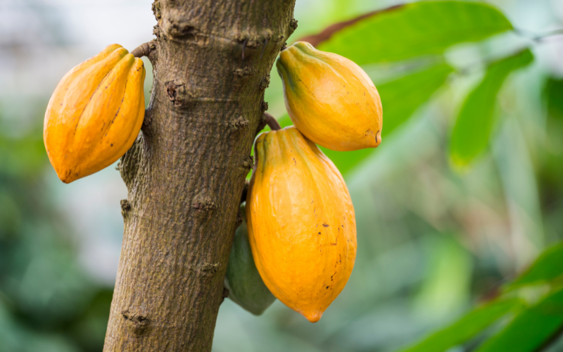 cacao tree for cacao vs cocoa difference