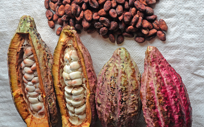 Ultimate cacao guide: flavors, types and recipes