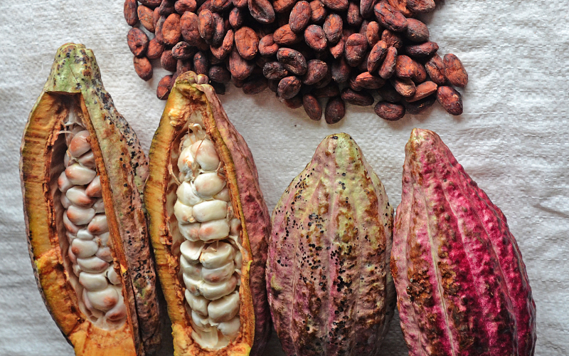 cocoa beans For Dollars Seminar