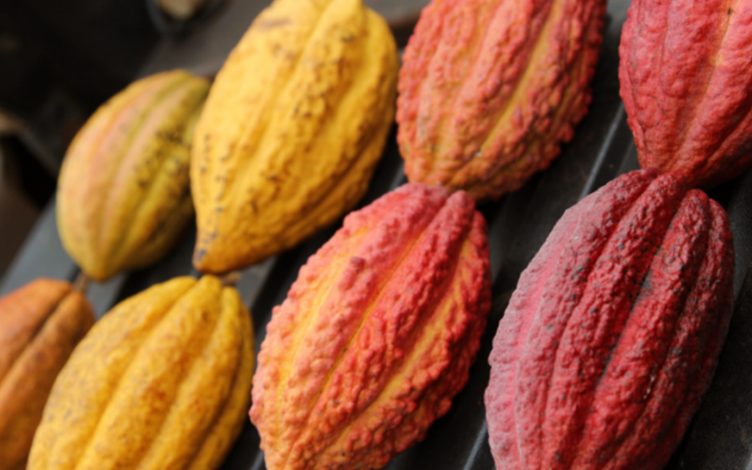 What cacao pod colors exist? Different cacao pods colors