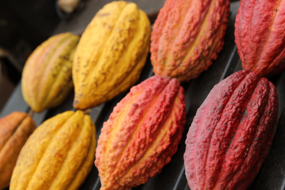 cacao pods colors
