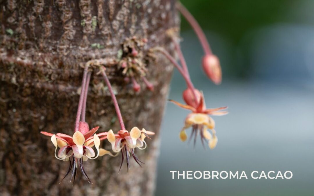 The cocoa tree: About the theobroma cacao plant