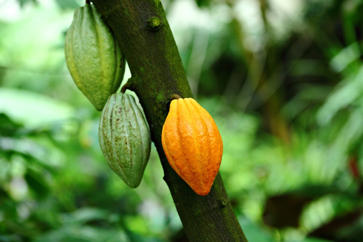 Where do cacao trees grow most
