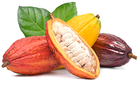 Quality cacao pods from which cocoa nibs are made.  Fine flavor cacao makes fine chocolate.