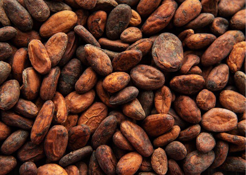 cacao bean drying process