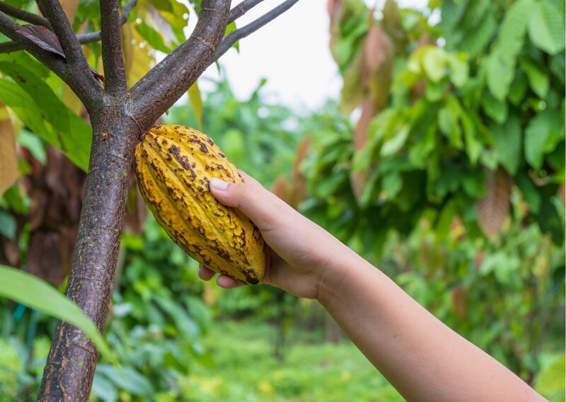 cacao bean machine maker