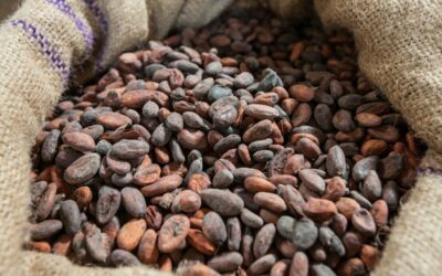 What is cocoa certification?