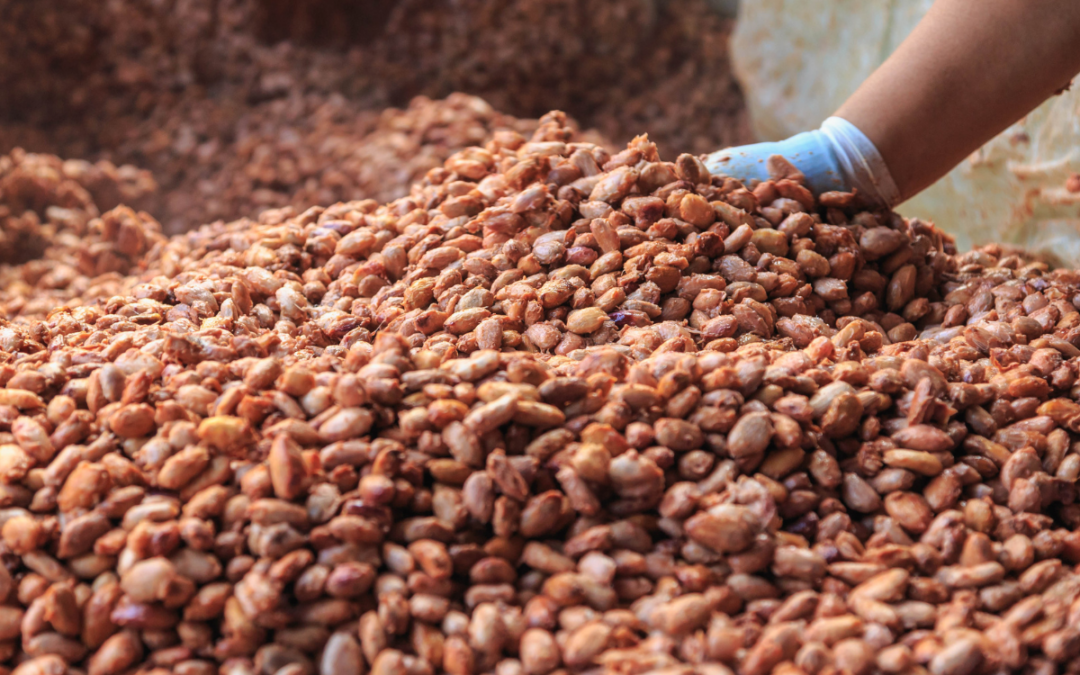 Cocoa fermentation process – How does cocoa fermentation work?