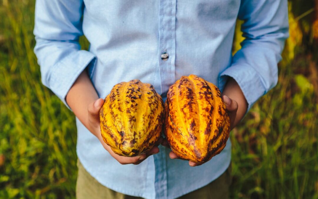 How is cacao harvested?