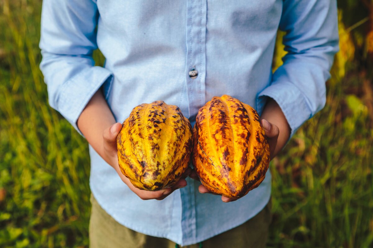 cacao production worldwide