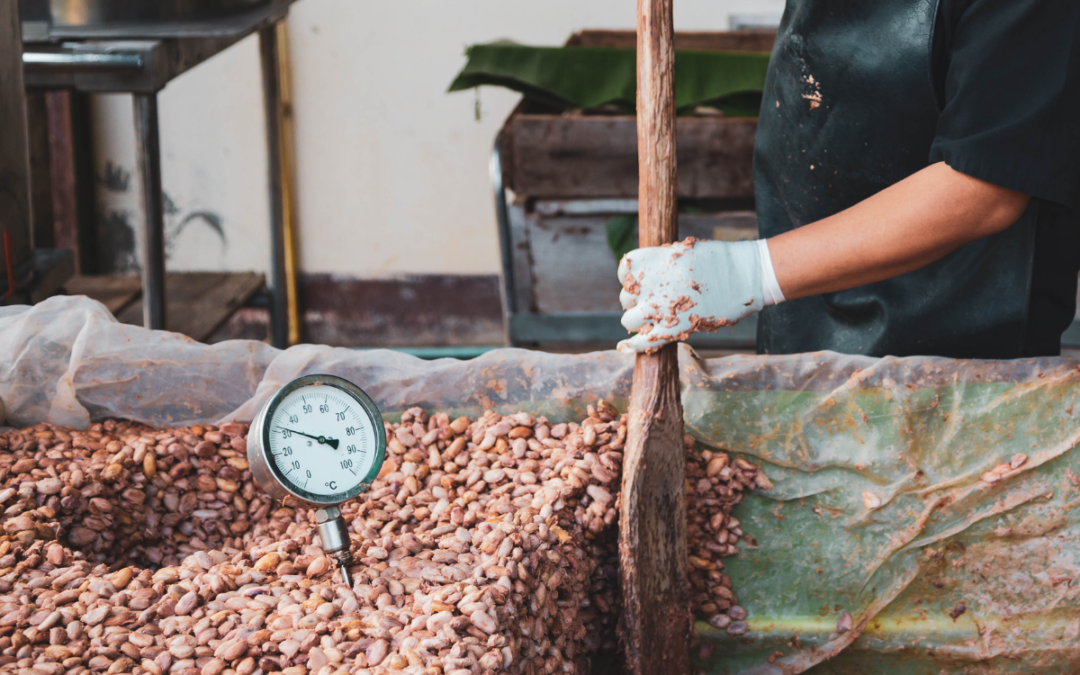 Stages of cocoa fermentation