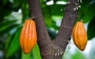 How long does it take to grow a cacao tree?