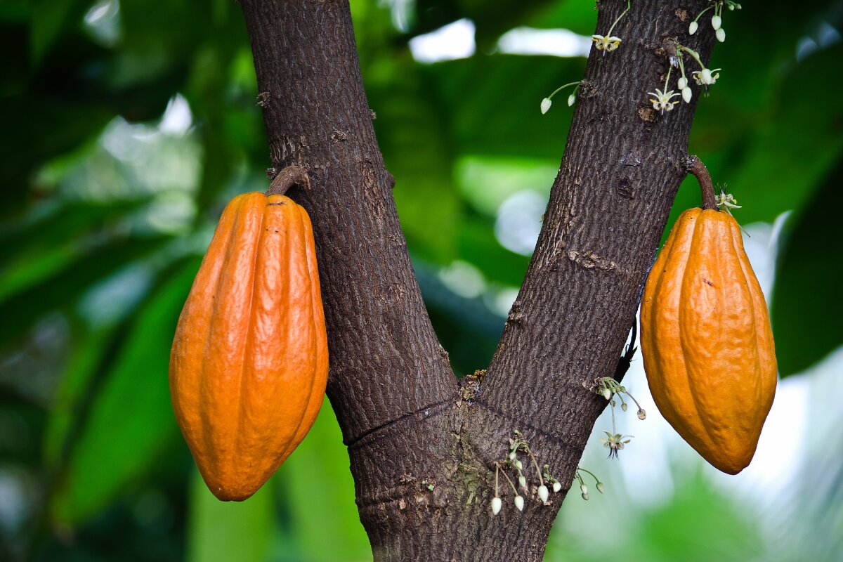 grow cocoa tree