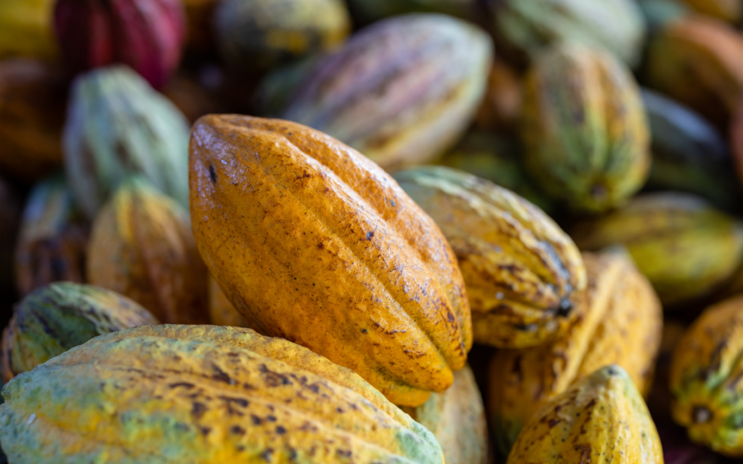 What equipment is used to harvest cacao pods?