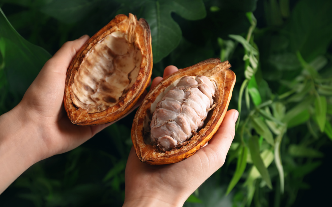 How many seeds are inside a cacao pod?