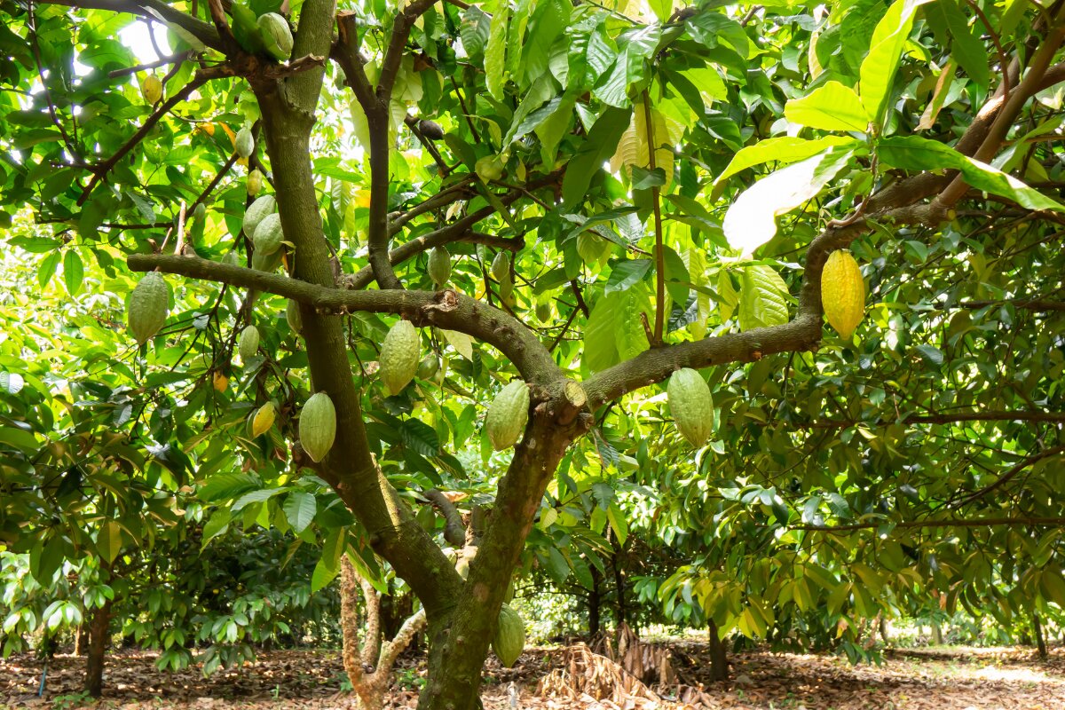 steps grow a cocoa tree