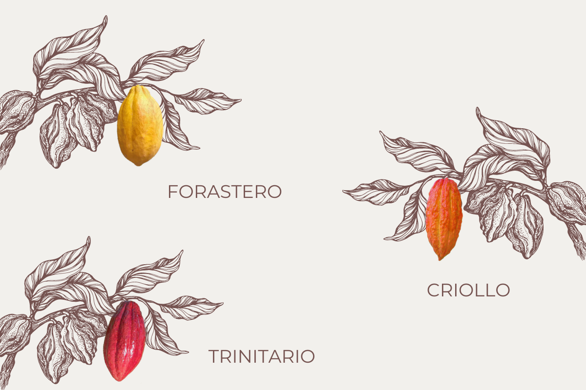 varieties of cacao